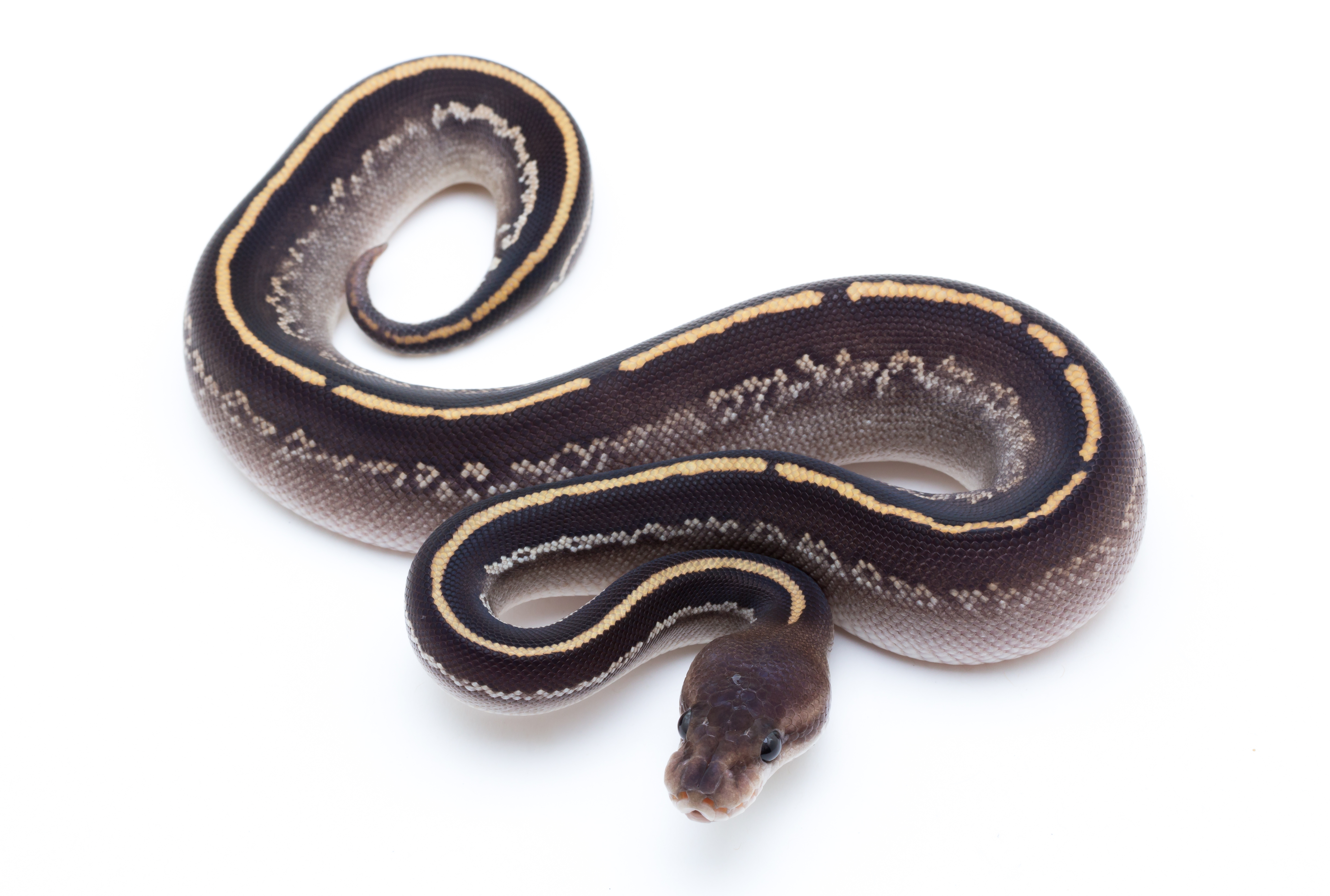 Black Pastel Mojave Cinder Ball Python