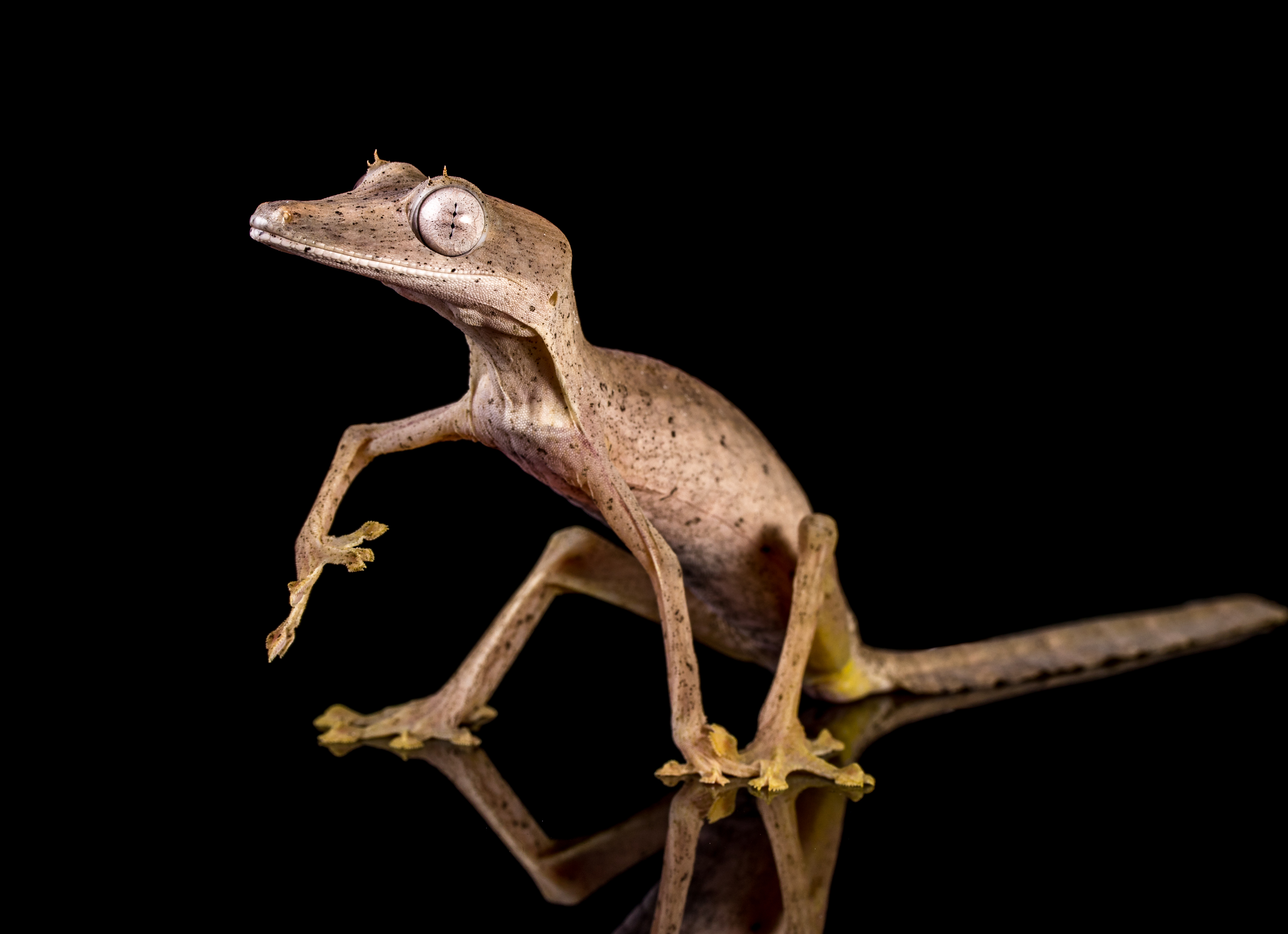 Lined Leaf Tailed Gecko - Uroplatus lineatus