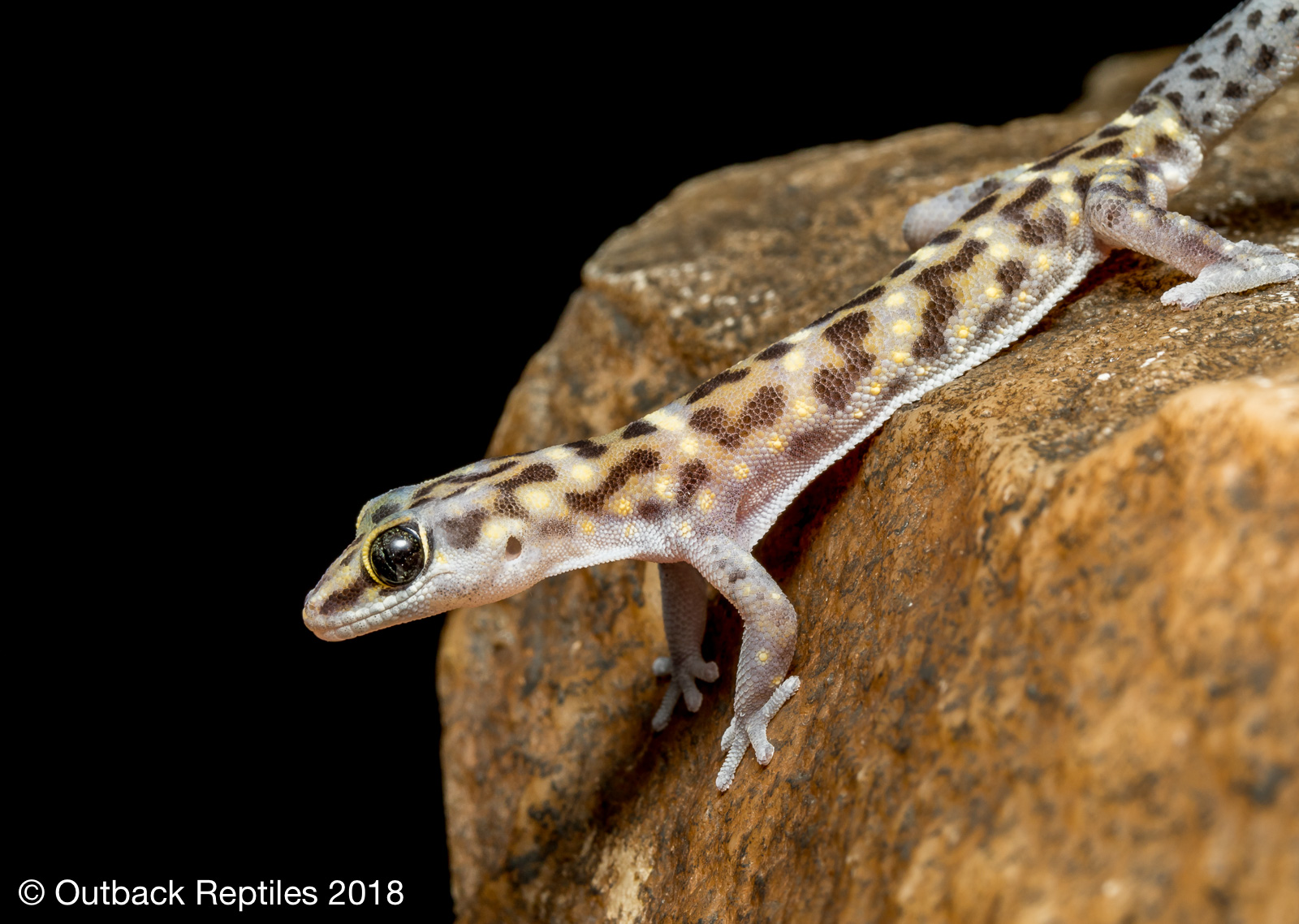 Tiger Gecko - Pachydactylus tigrinus