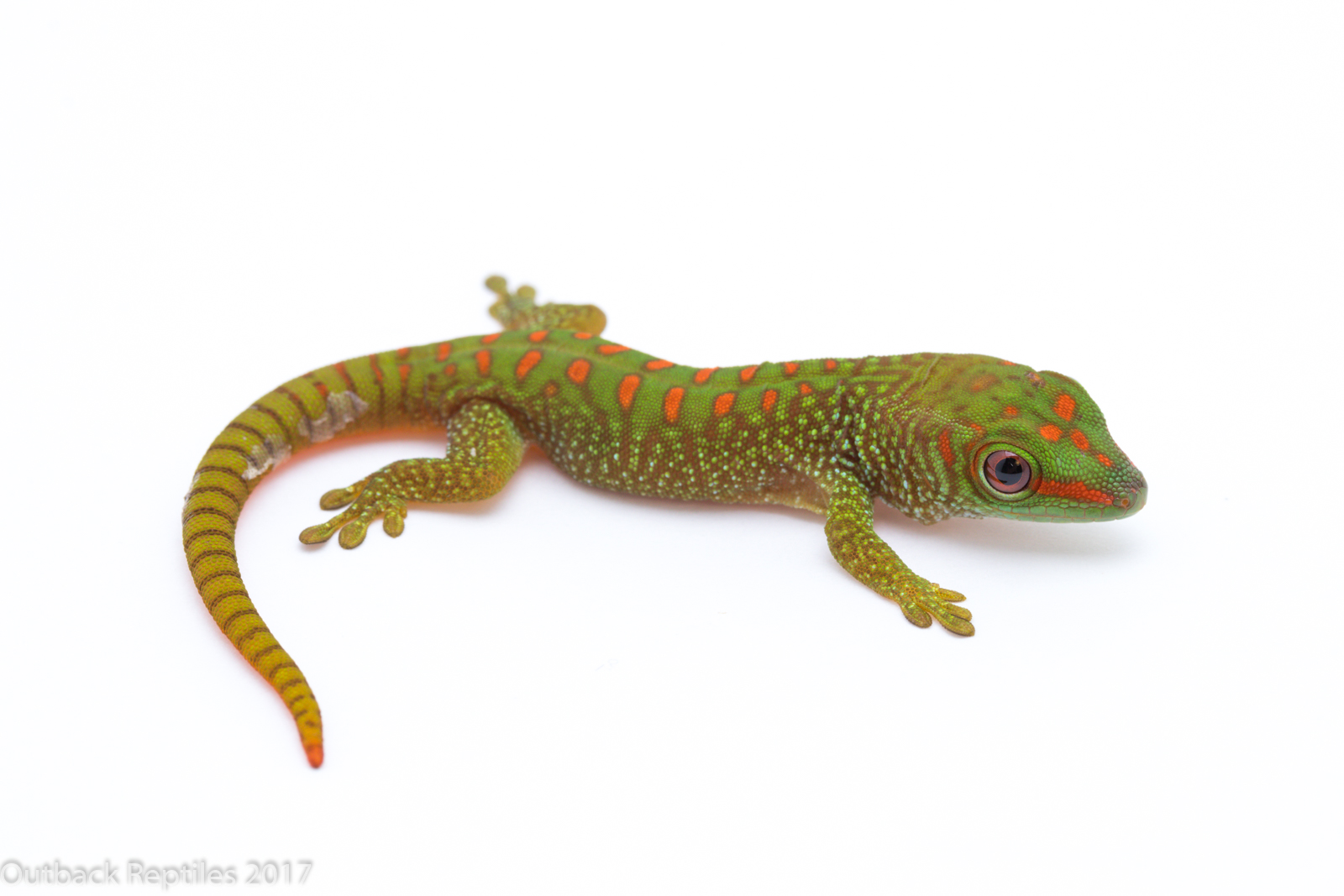 Baby Madagascar Giant Day Gecko