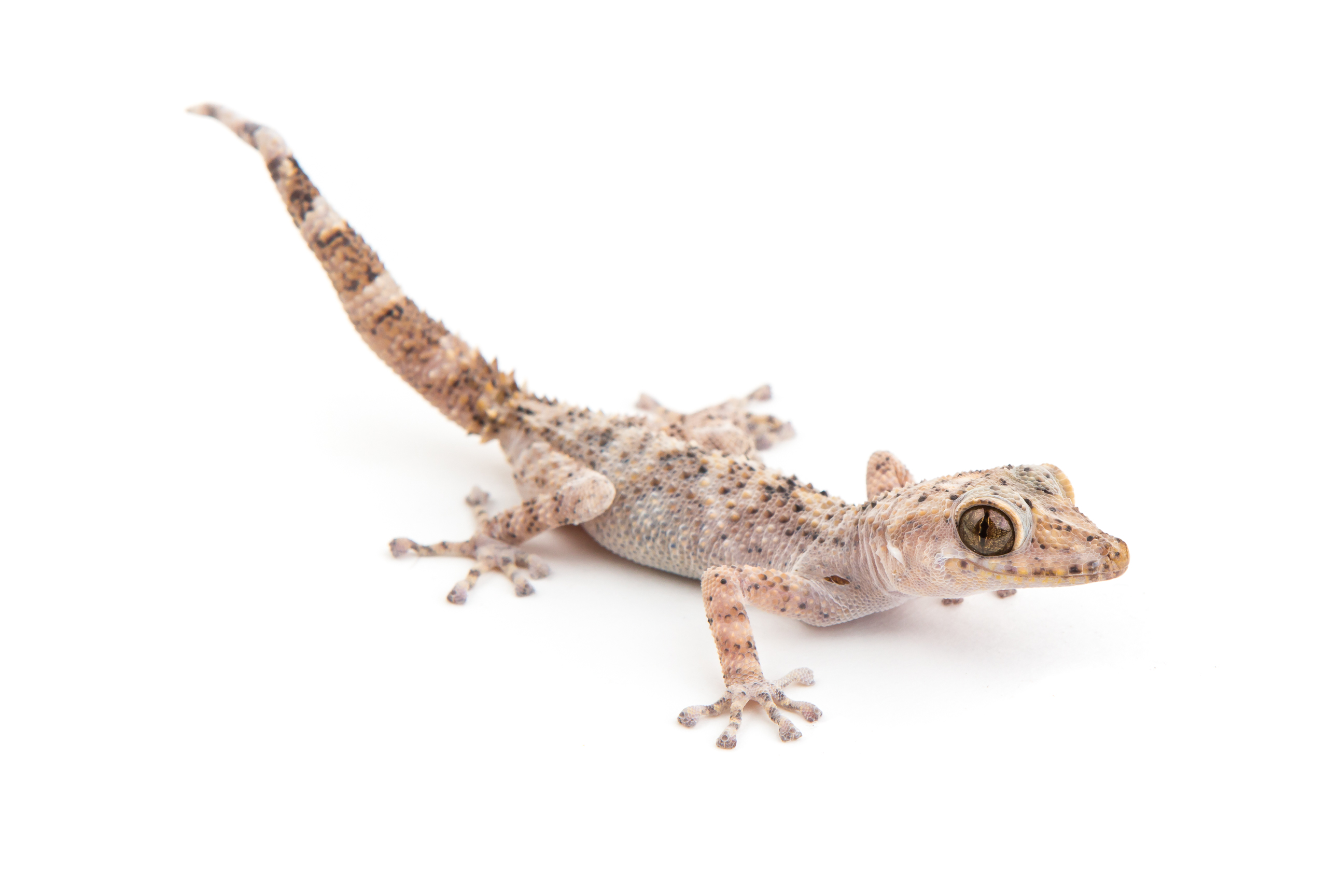 Mocquard's Ground Gecko - Paroedura bastardi