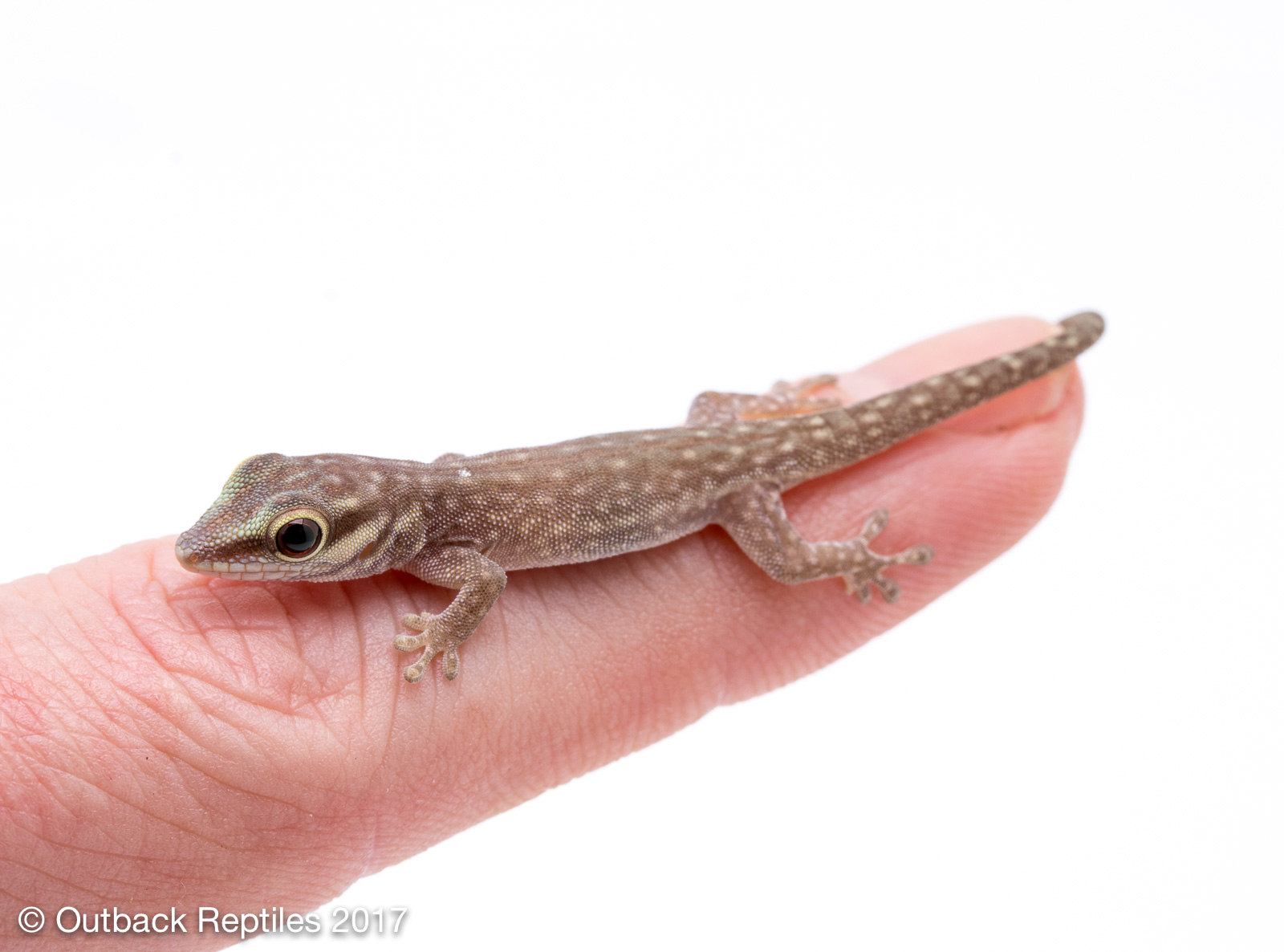 Baby Day Gecko - Phelsuma abbotti chekei