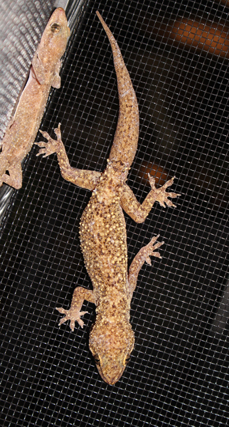 West African Brooks Gecko - Hemidactylus brookii