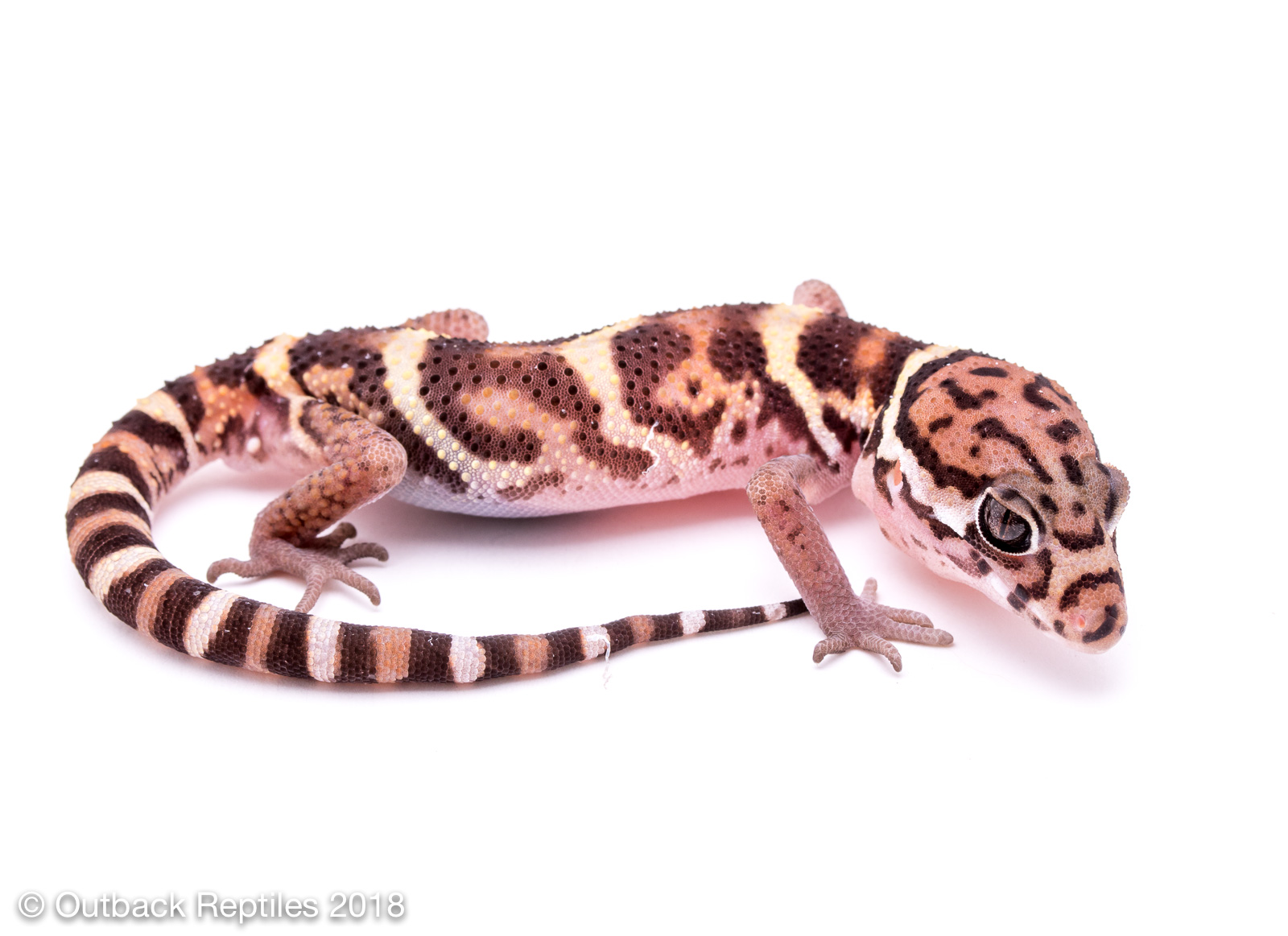 Central American Banded Gecko  - Coleonyx mitratus