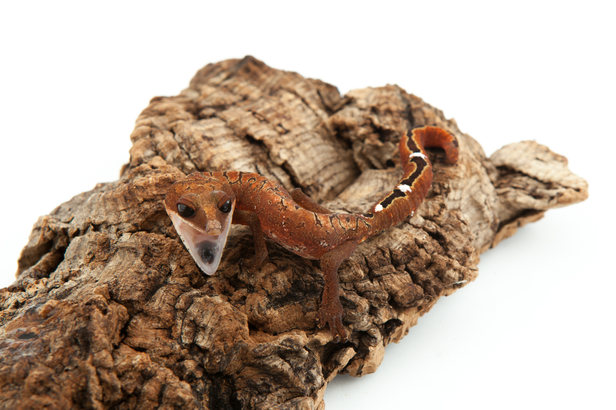 Cat Gecko - Aeluroscalabotes felinus