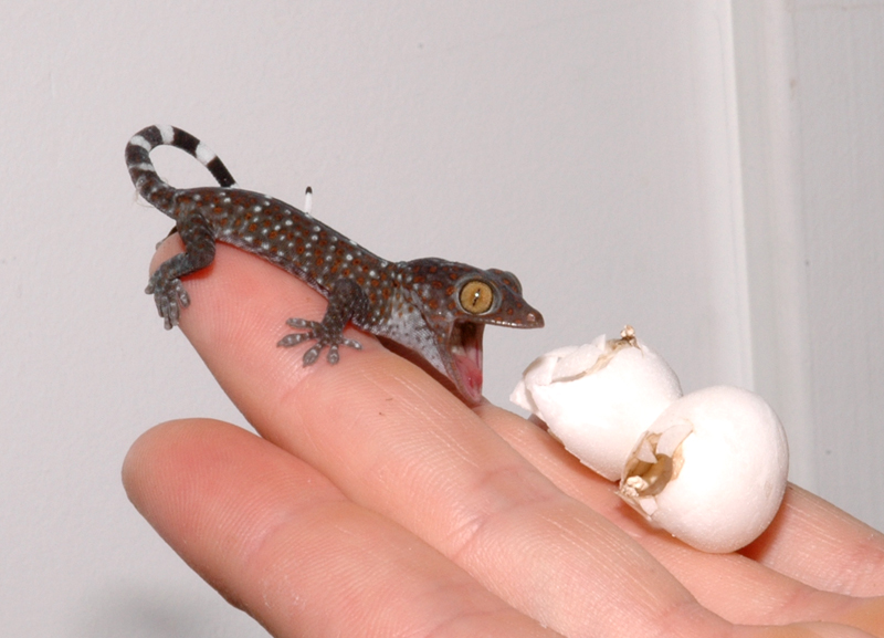 Baby Tokay Gecko