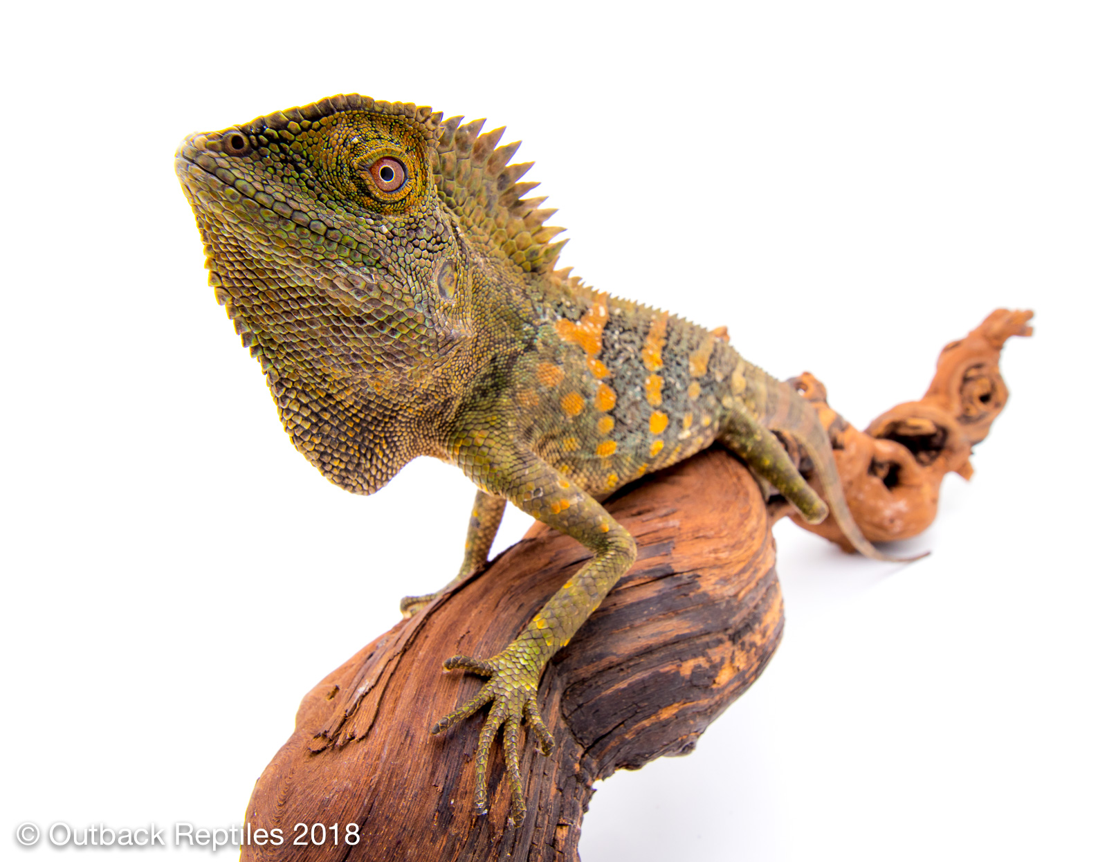 Wide Angle lens for reptile photography