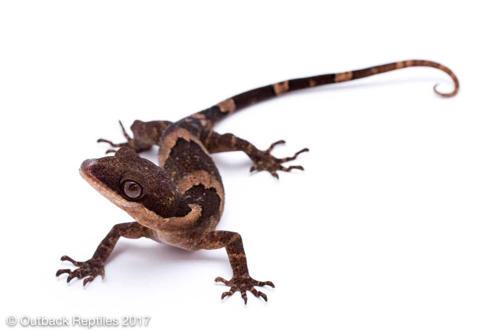 Bent Toed Gecko - Cyrtodactylus irianjayensis