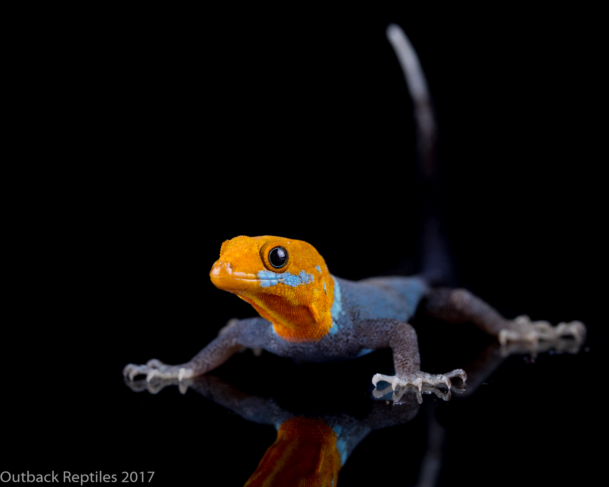 Male Yellow Headed Dwarf Gecko - Gonatodes albogularis