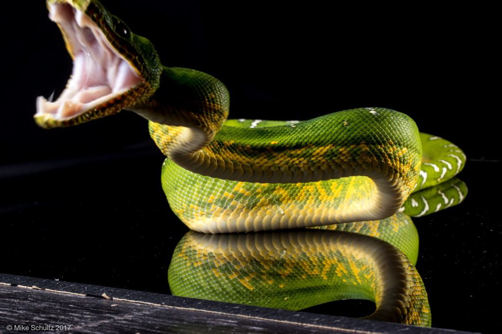 Emerald strike Reptile Photography tutorial