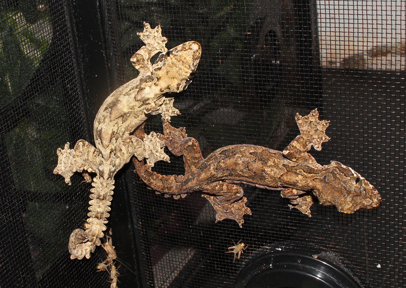Flying Gecko - Ptychozoon kuhli