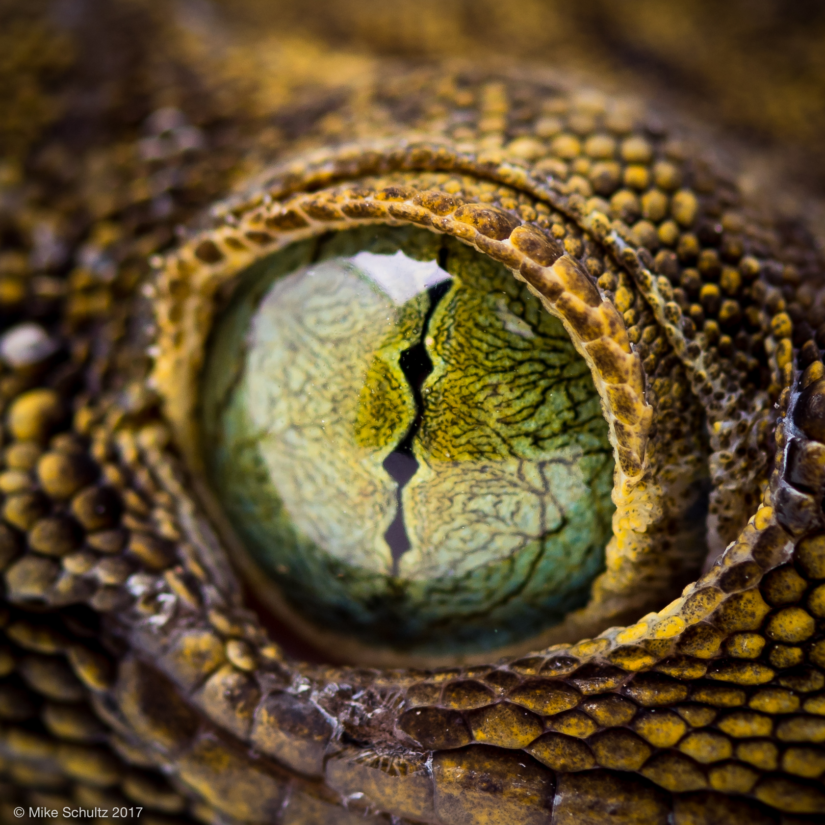 Green Eyed Gecko - Gecko smithi