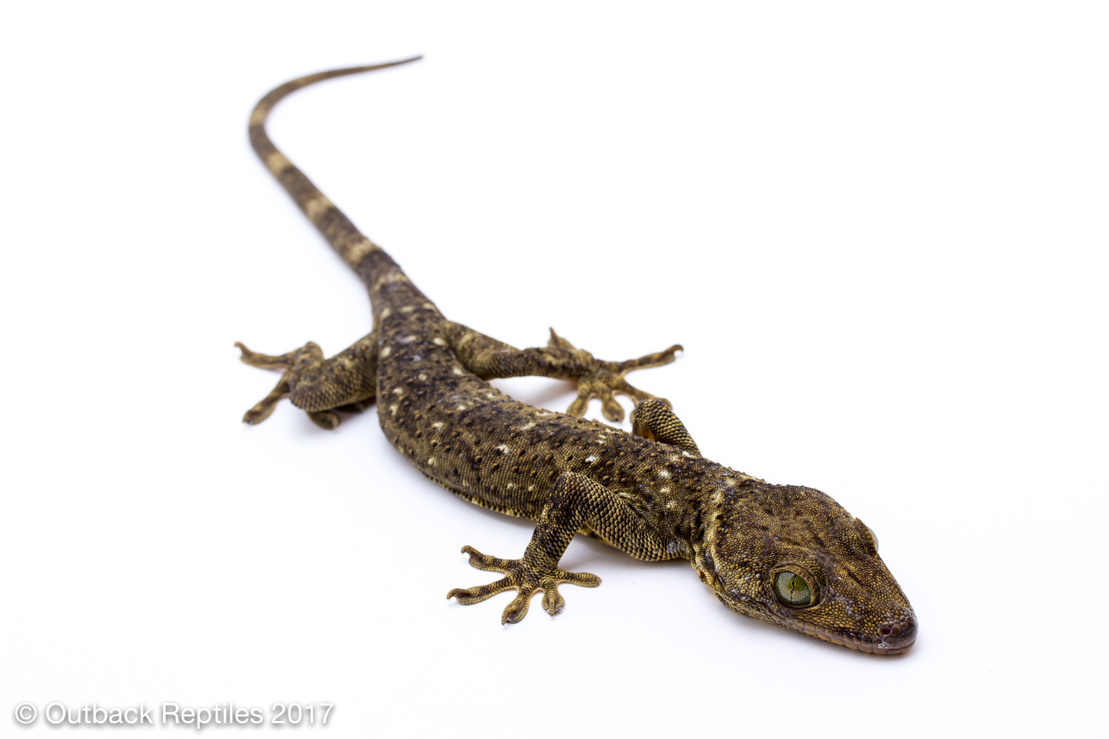Green Eyed Gecko - Gecko smithi