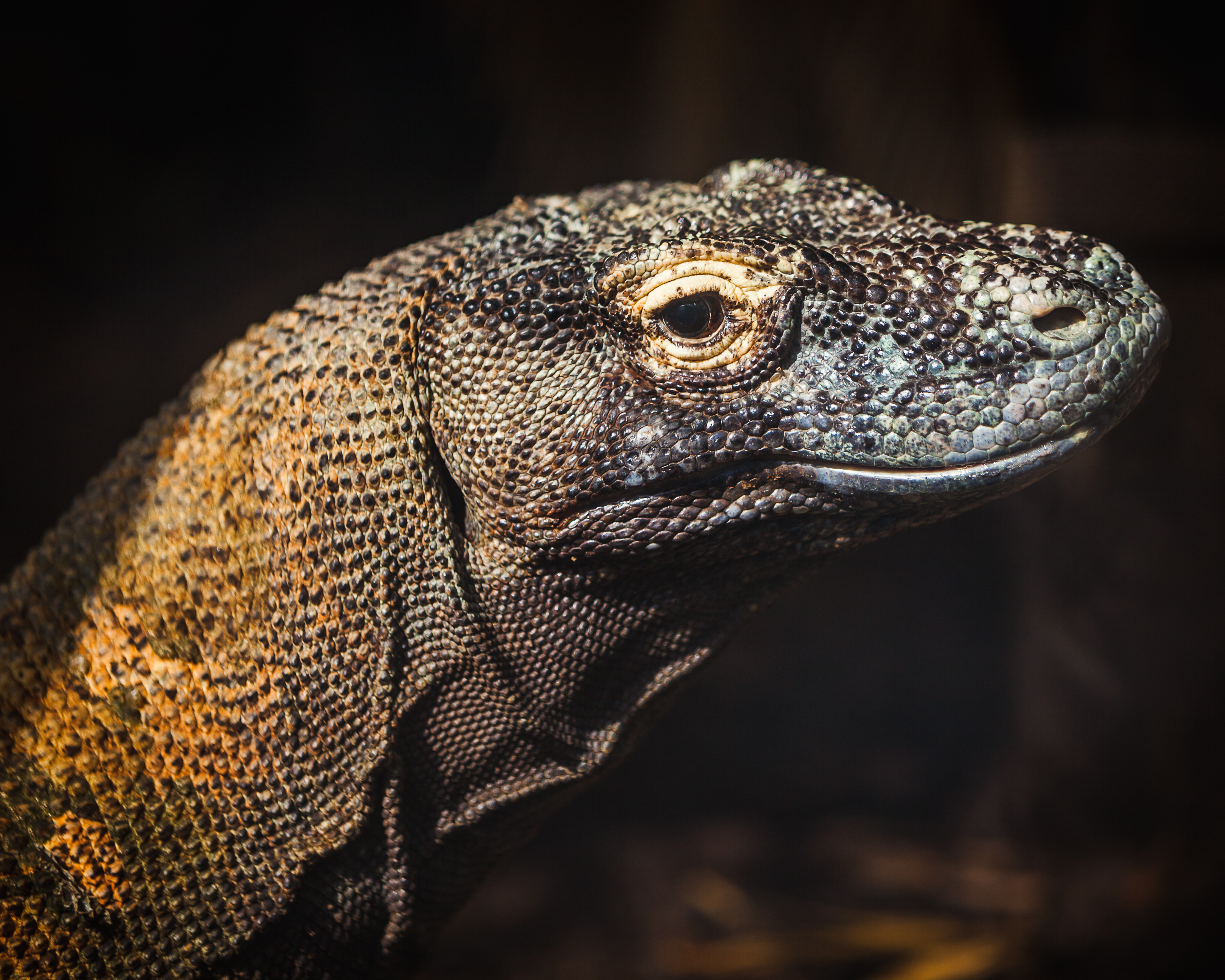 Komodo Dragon - Varanus komodoensis