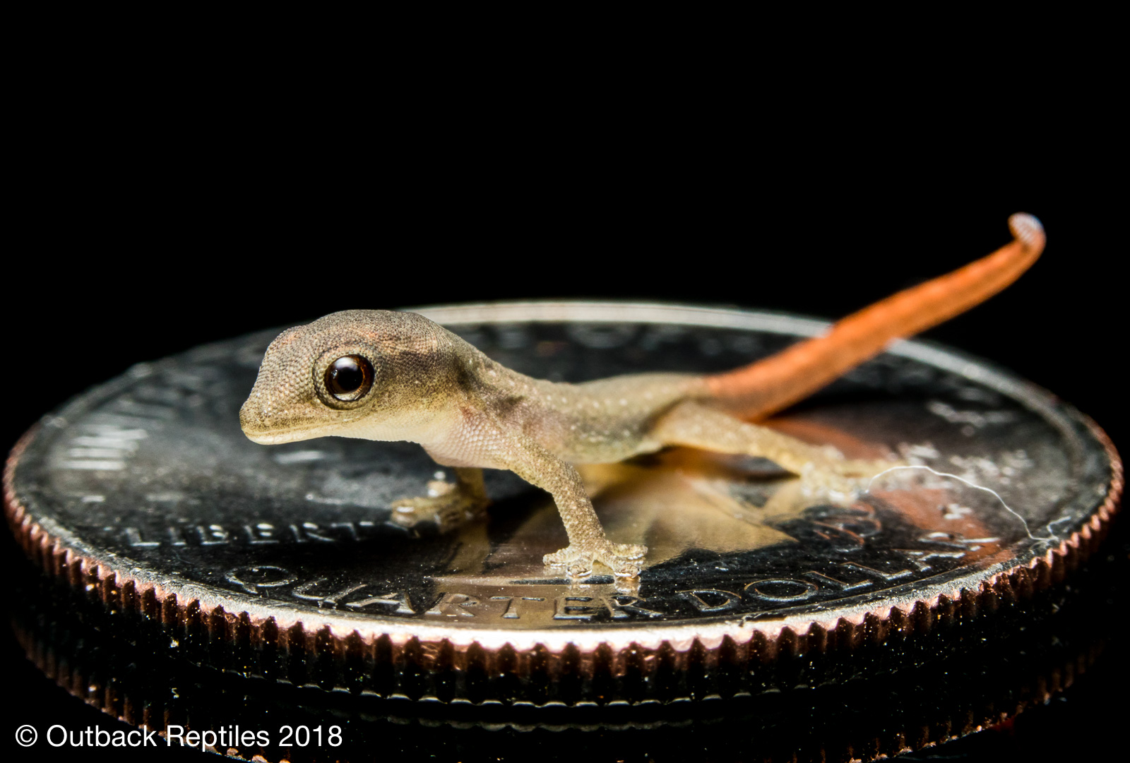 Baby Lygodactylus conraui Dwarf Gecko