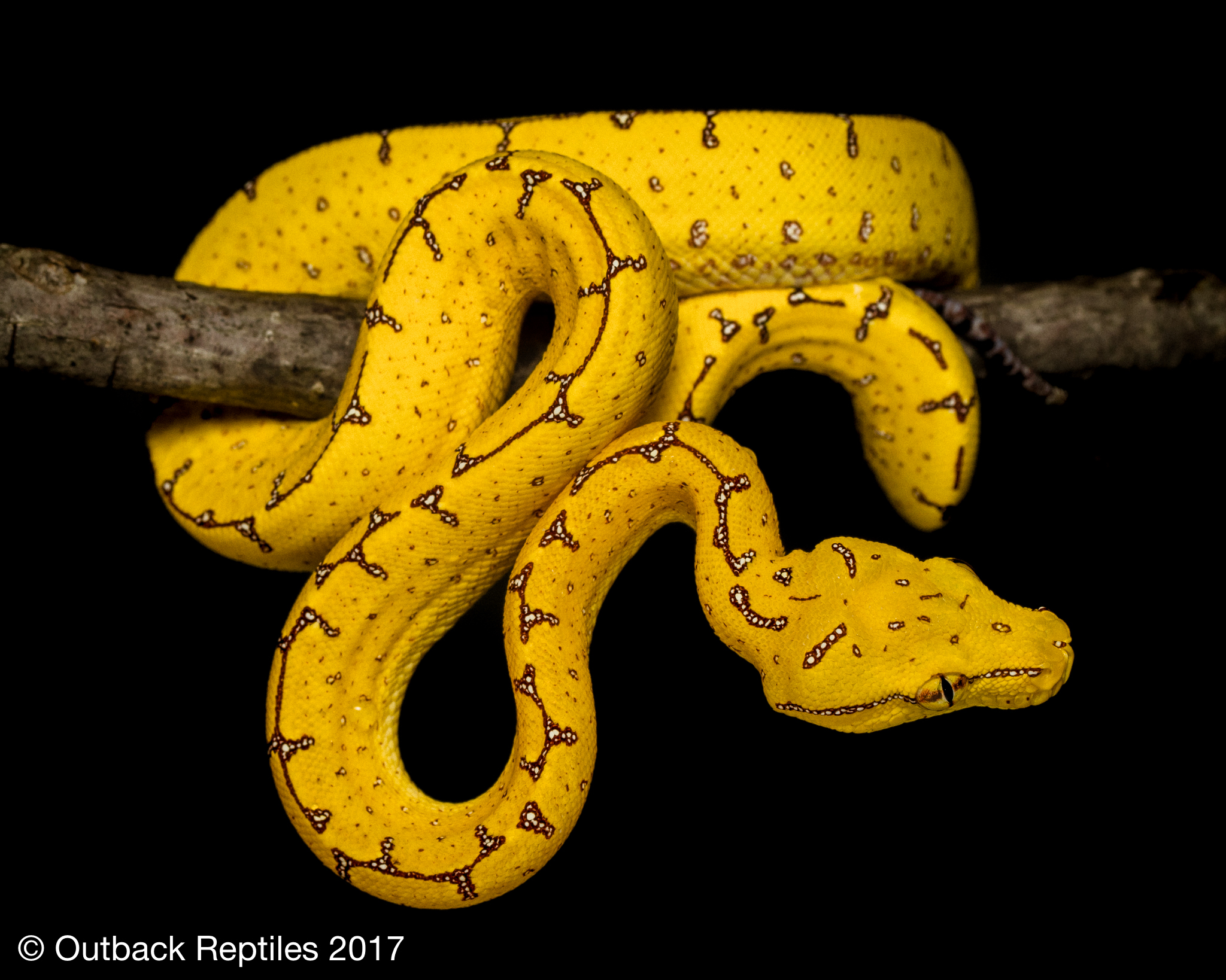 Manokwari Green Tree Python for sale - Morelia viridis