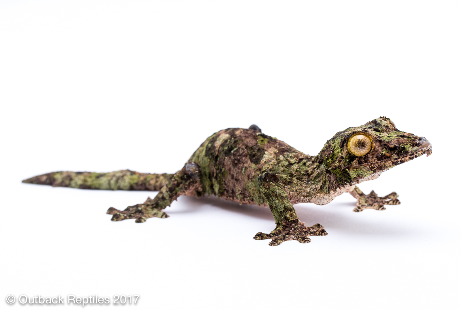 Mossy Leaf Tailed Gecko - Uroplatus sekorae