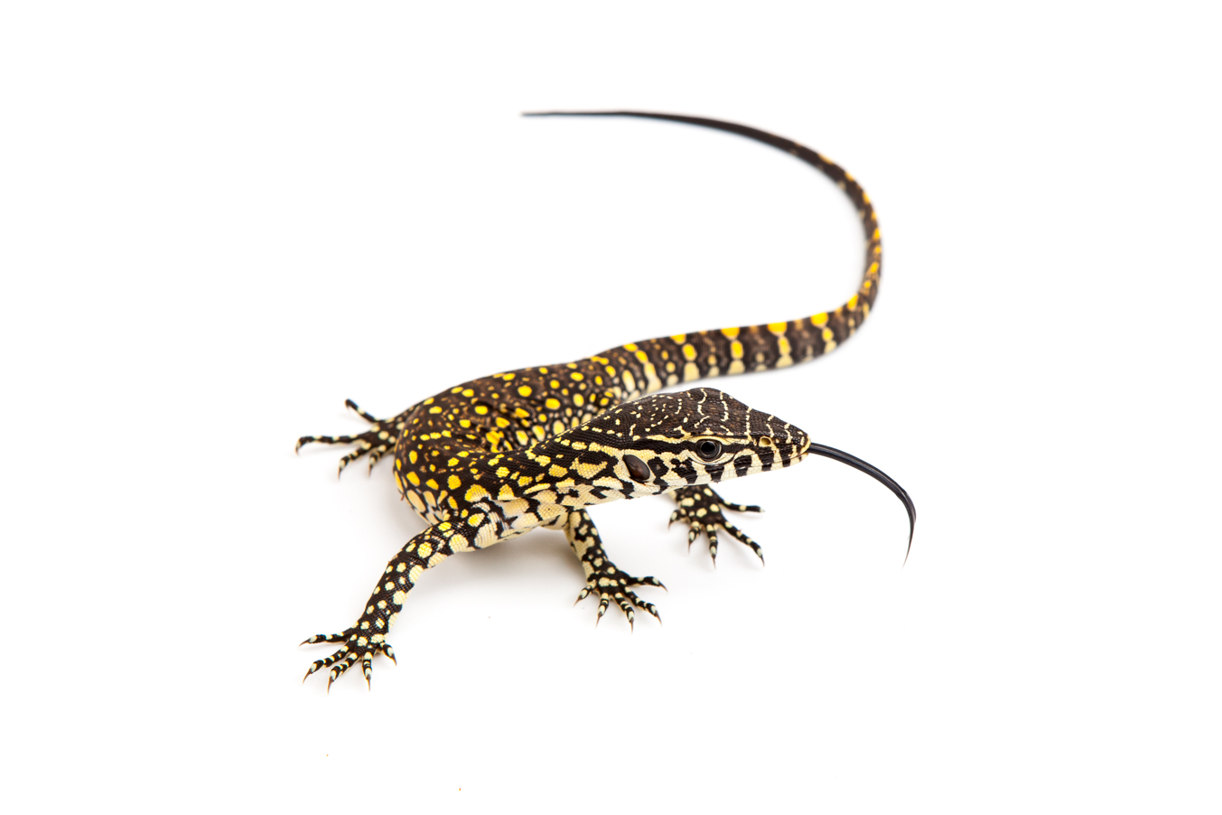 Baby nile monitor for sale