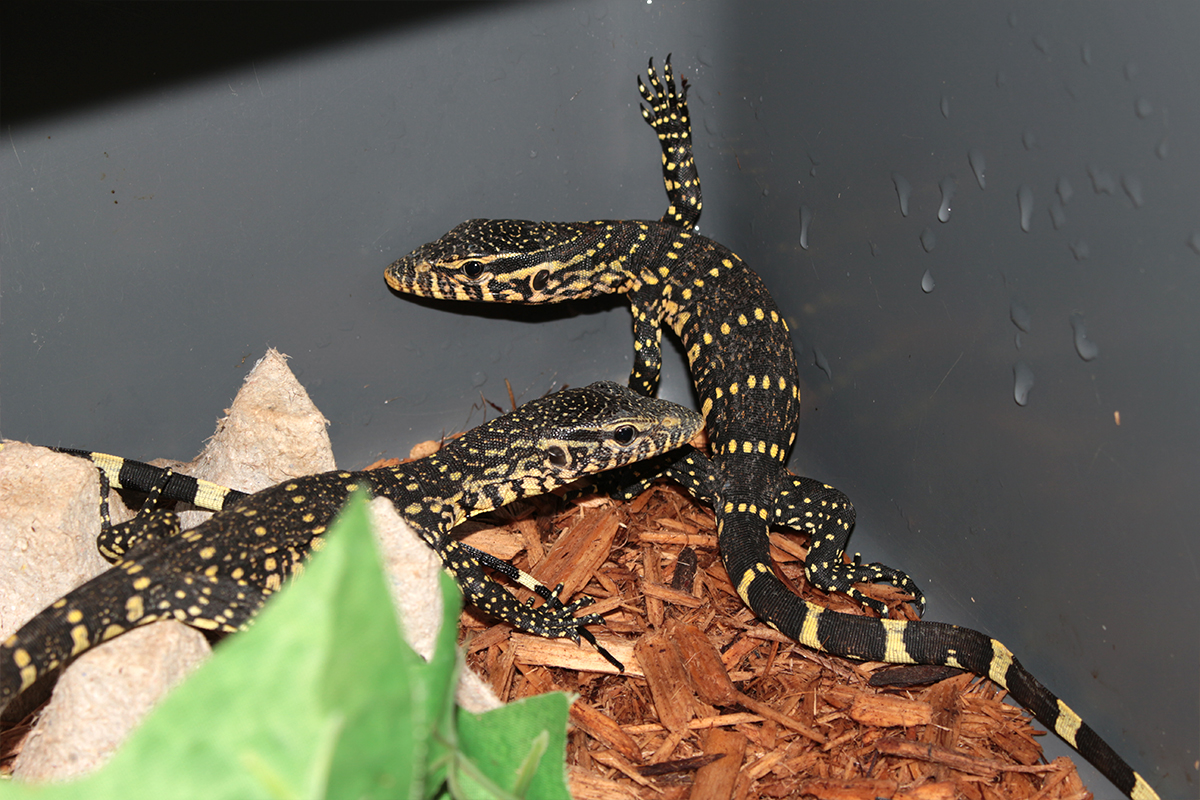 Baby ornate nile monitors for sale