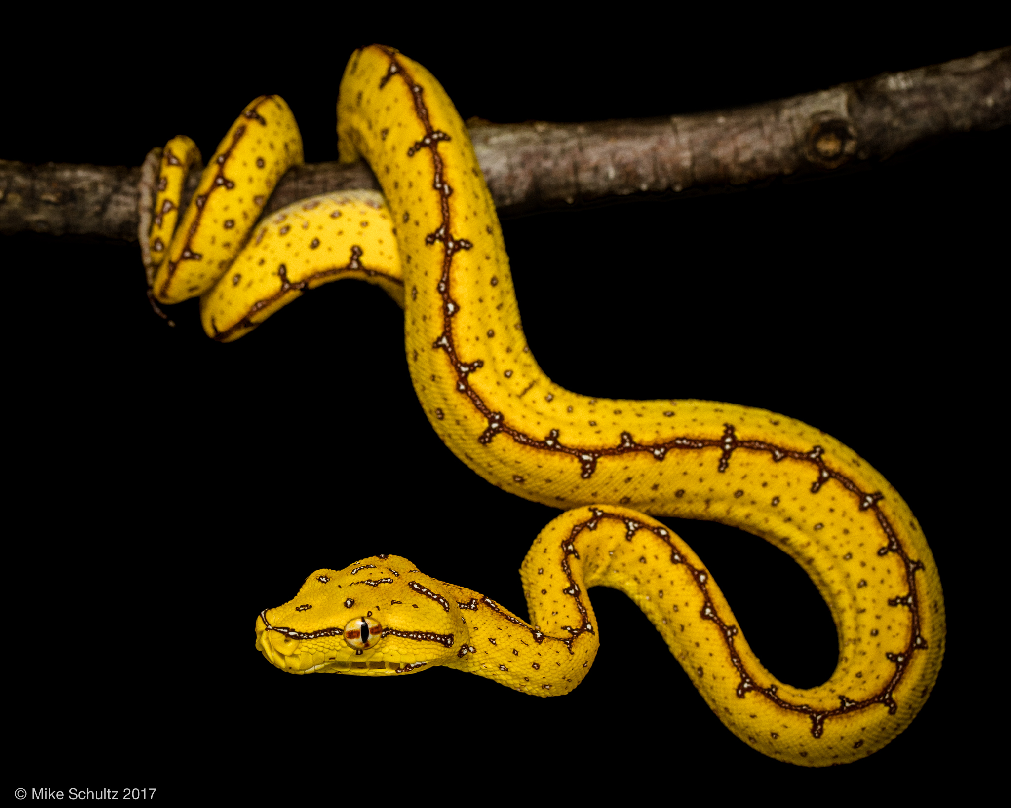 Cyclops Green Tree Python for sale - Morelia viridis