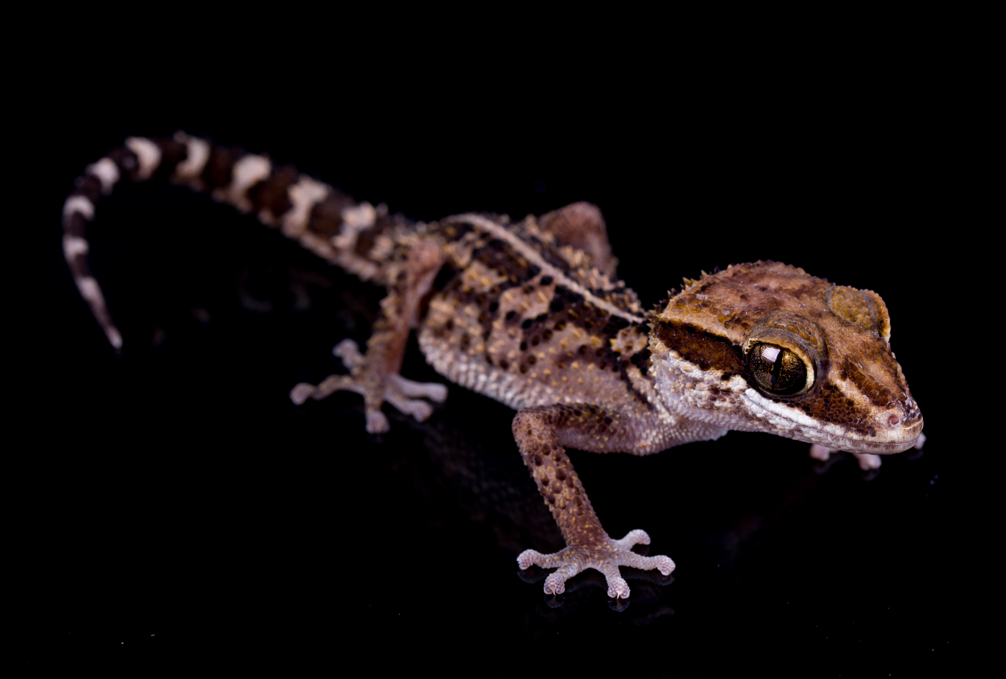 Stumpff's Ground Gecko - Paroedura stumpffi