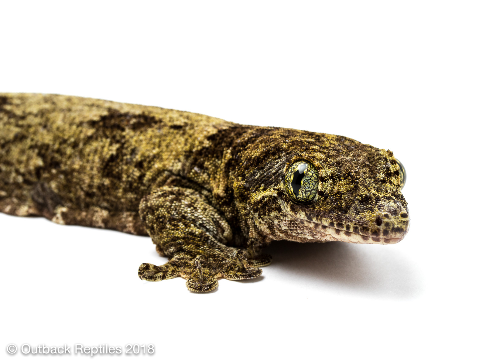 Vorax Gecko - Giant Halmahera Gecko - Gehyra marginata