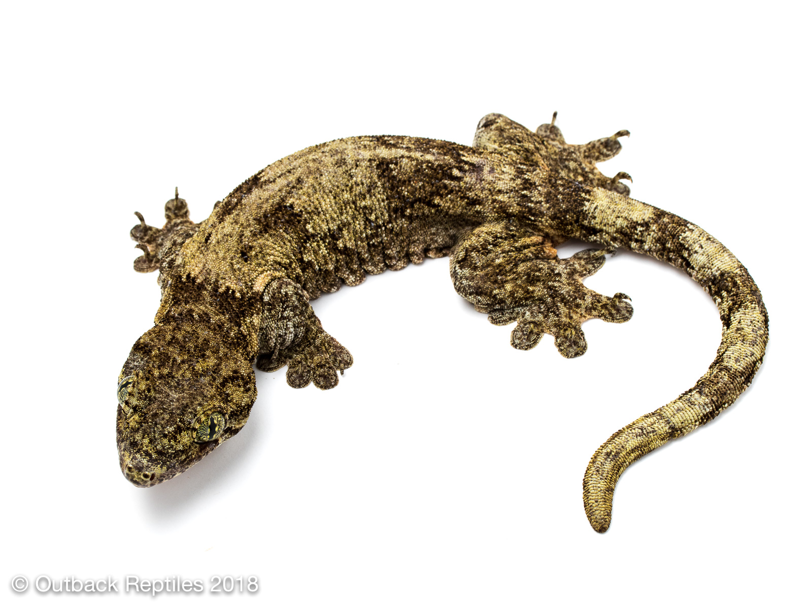 Vorax Gecko - Giant Halmahera Gecko - Gehyra marginata