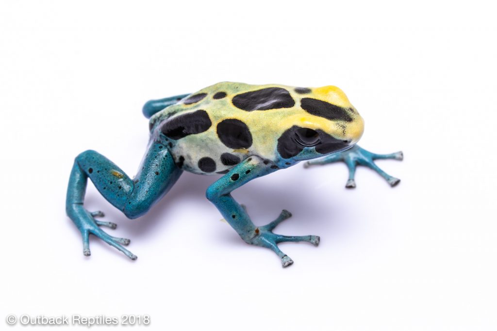 Poison dart frog care guide