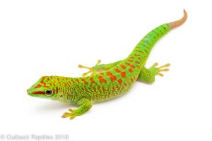 Day geckos and other Reptiles for sale
