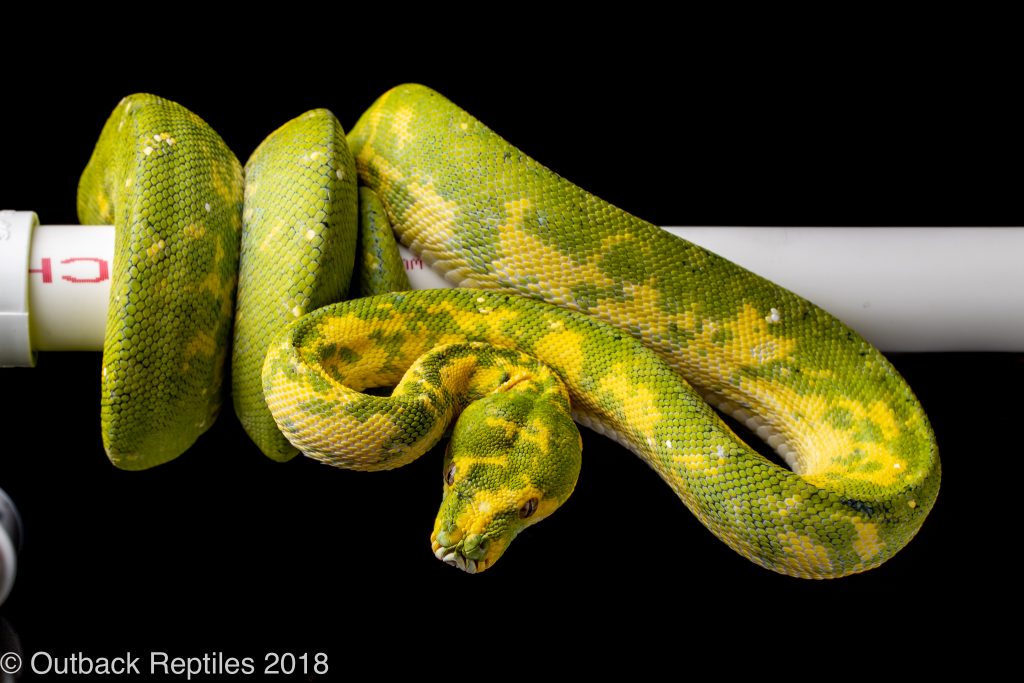 adult biak green tree python for sale