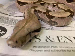 reptile photography tips
