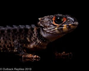 Red Eyed Crocodile Skink