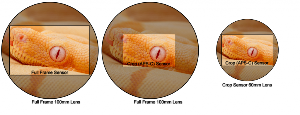 Crop sensor vs full frame sensor macro photography