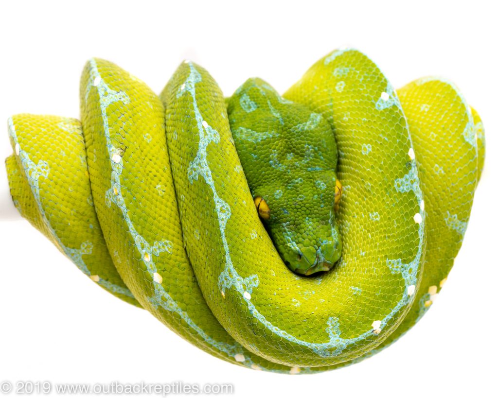 sorong green tree python for sale