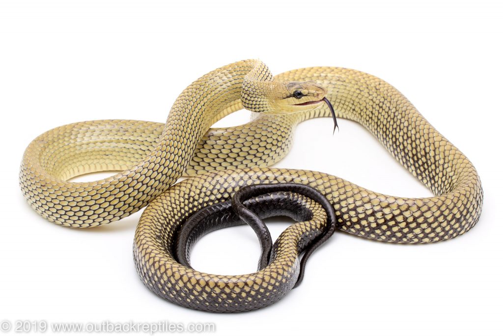 Jansen's Ratsnake Sulawesi Ratsnake