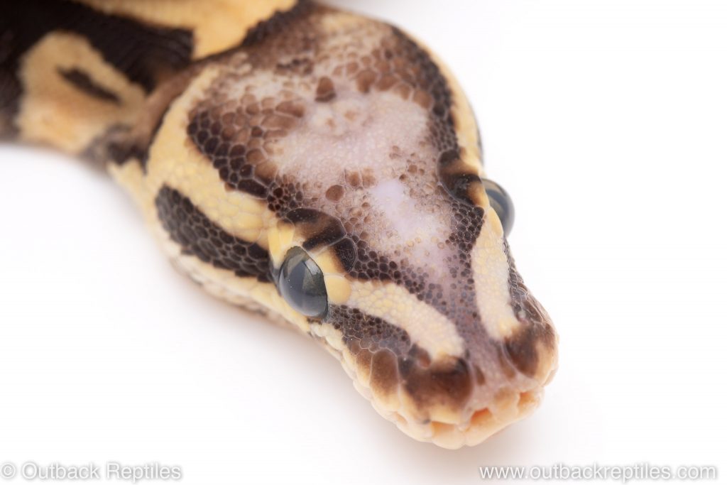 Firefly Scaleless Head ball python for sale