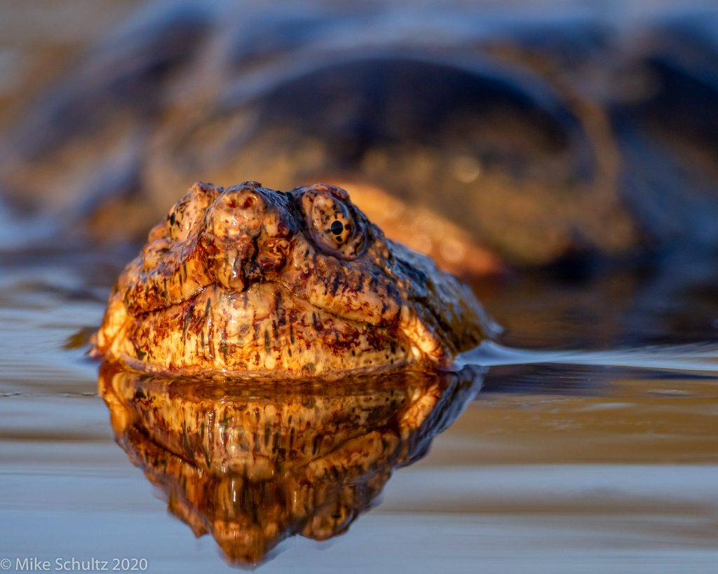 reptile photography tips and tricks snapping turtle