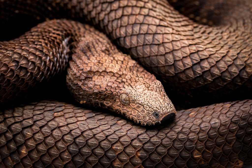 Reptile Photography tips and tricks