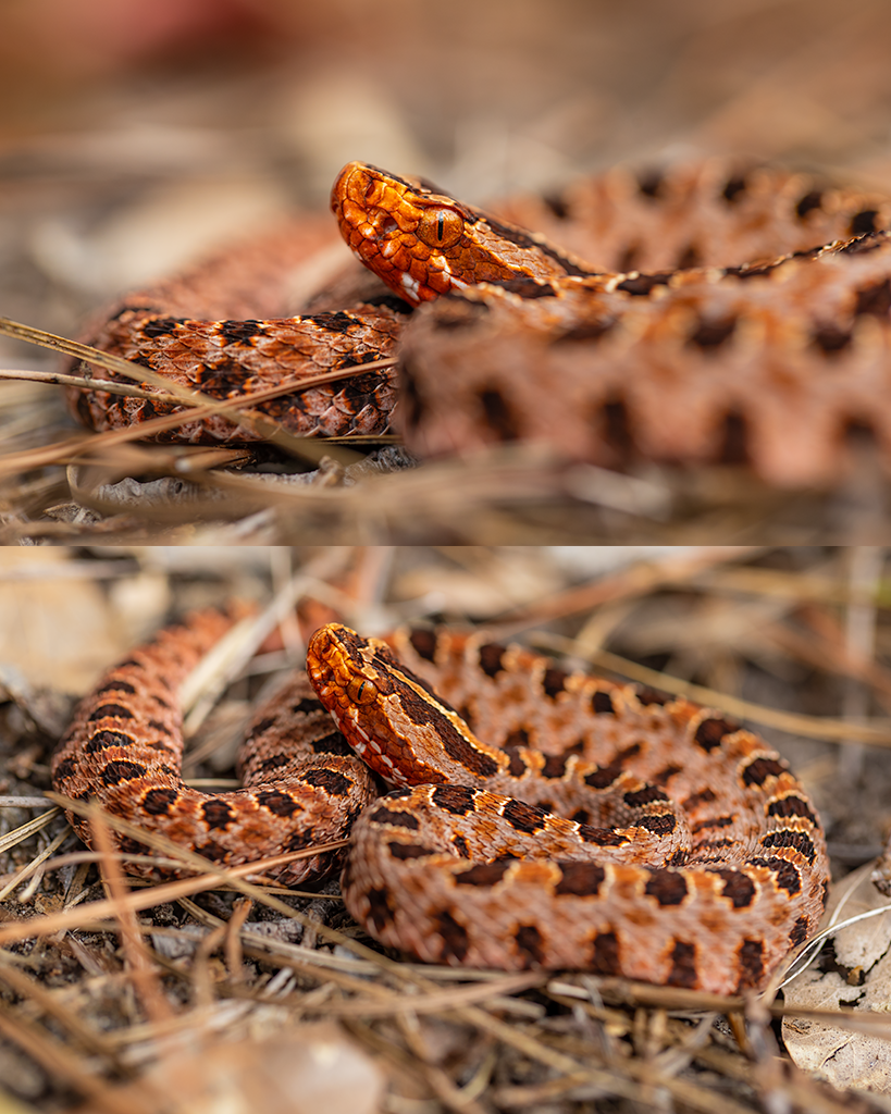 depth of field reptile photography pygmy rattlesnake