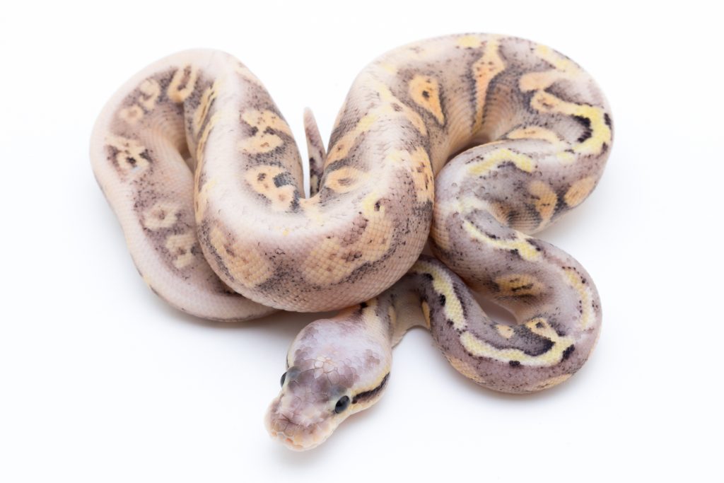 Super Pastel Yellowbelly Fader Cinder Ball Python