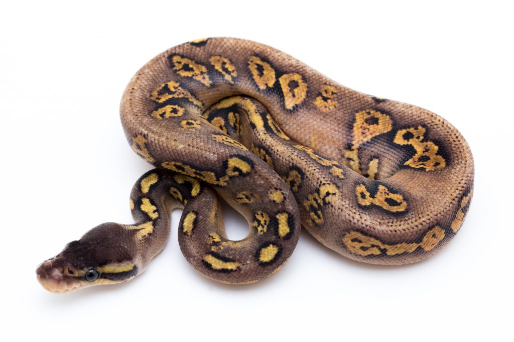 Pastel Yellowbelly Fader Cinder Ball Python