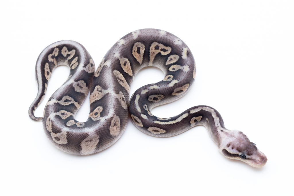 Super Pastel Fader Cinder Ball Python