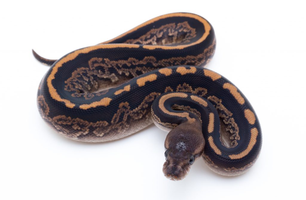 Black Pastel Cinder Ball Python