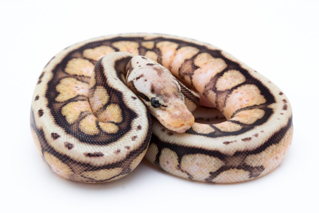 Bumblebee Cinder Ball Python