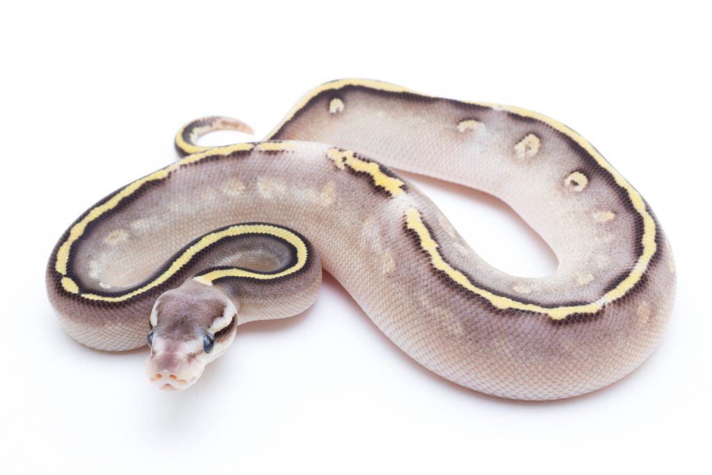 Super Pastel Mojave Cinder Ball Python