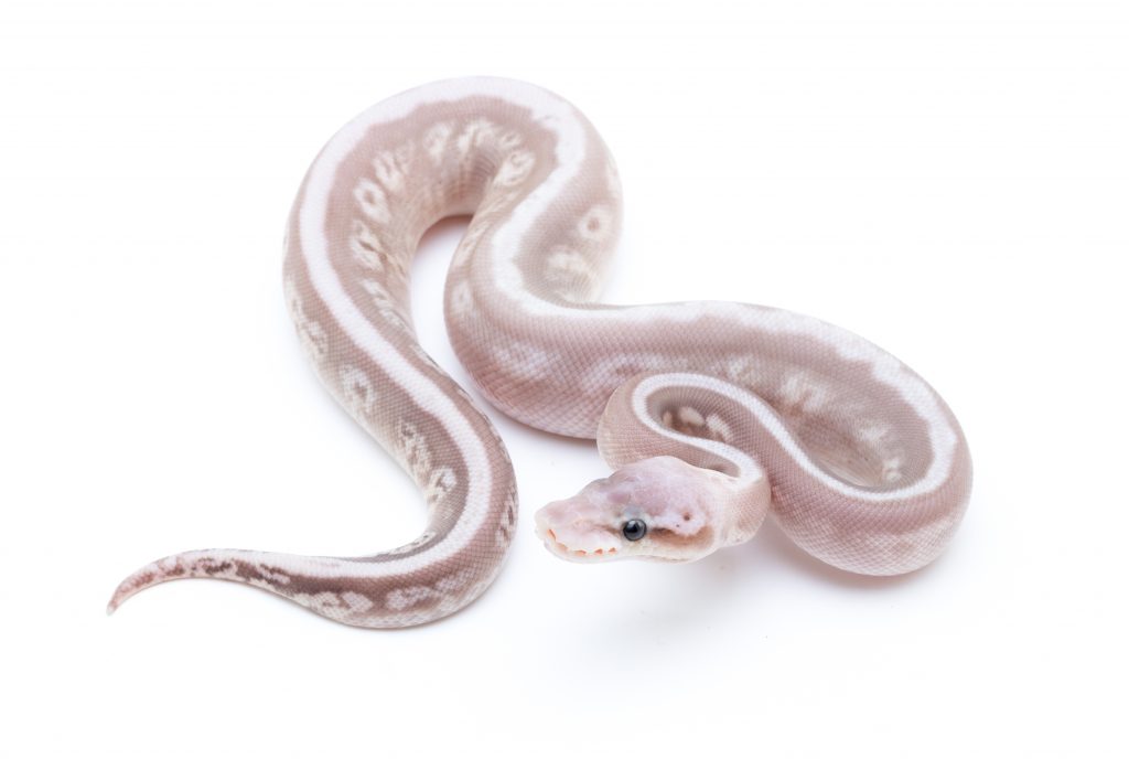 Lesser Bee Silver Cinder Ball Python