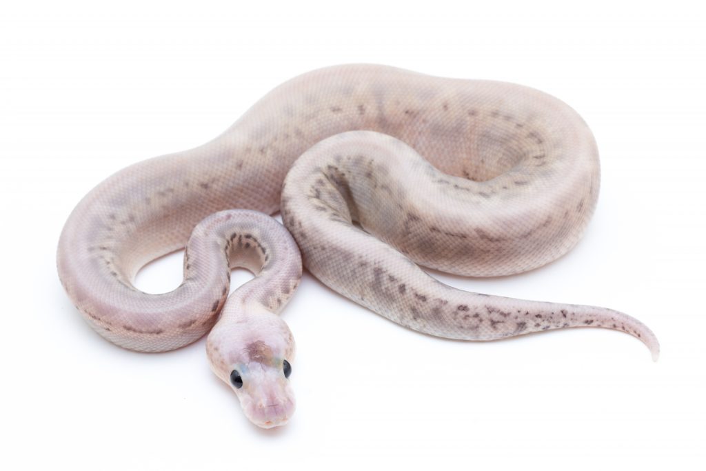 Silver Streak Fader Wanna Bee Cinder Ball Python