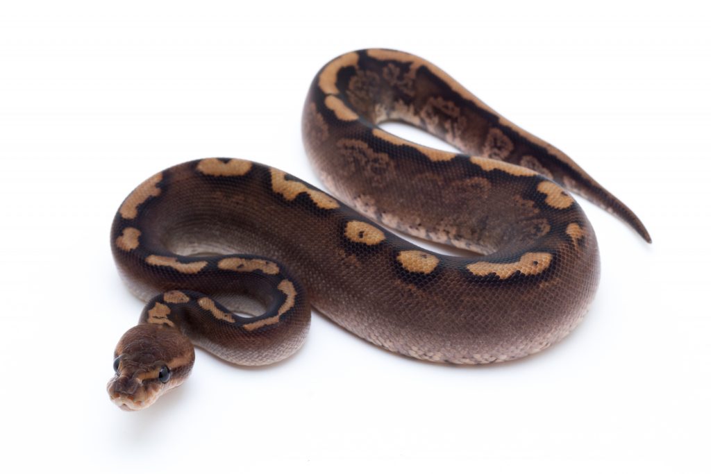 Black Pastel Woma Cinder Ball Python