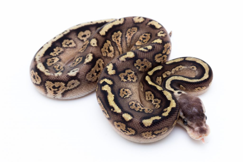 Pastel Cinder Ball Python