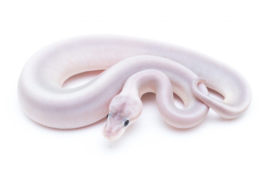 Silver Streak Lesser Cinder Ball Python